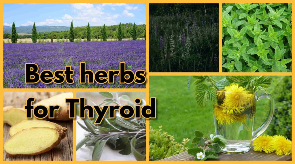 Best herbs for thyroid