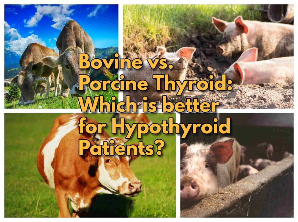 Bovine vs. Porcine Thyroid