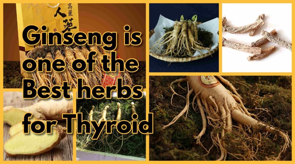 Ginseng Best herbs for Thyroid