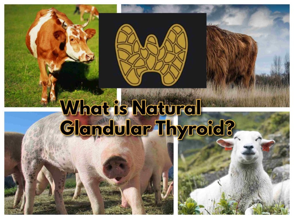What is Natural Glandular Thyroid